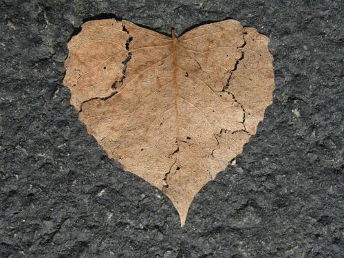 cracked heart leaf